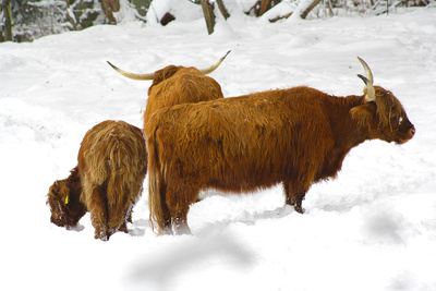 schottische highlandrinder