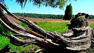 Blick in die Heide