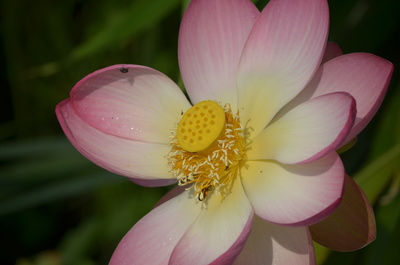 Lotusblütenzeit