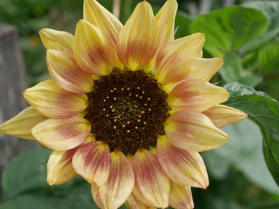 Eine etwas andere Sonnenblume