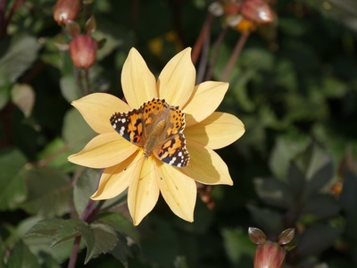 Schmetterlingbesuch