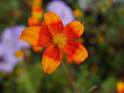 Blüte in Orange