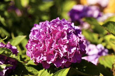 Blüte der Hortensie in voller Pracht