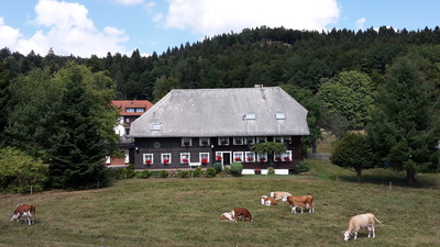 Schwarzwaldhaus mit Kühe auf der Weide