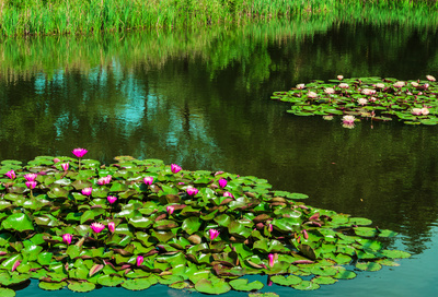 Blumeninseln im Teich