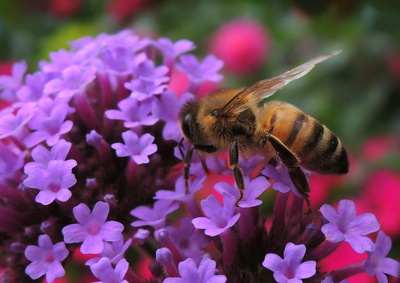 Biene auf Honigsuche
