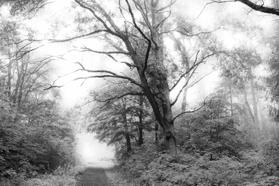 Wald im Nebel (SW) Wald im Nebel (SW)