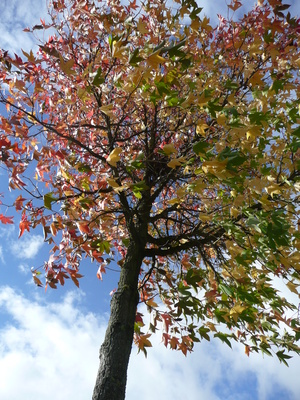 bunter Herbstbaum