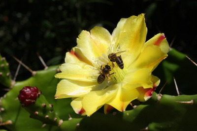 Bienen auf Kaktusblüte