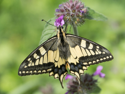 Schwalbenschwanz Schmetterling saugt Nektar