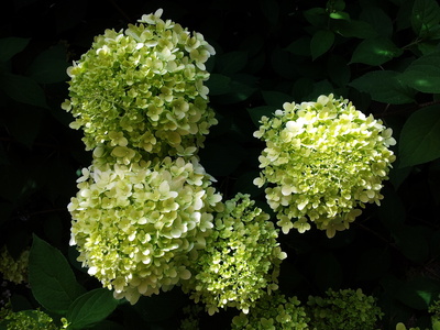 Hortensien-Blüten