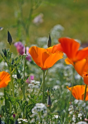 Blumenwiese