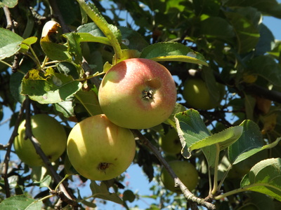 Äpfel im September