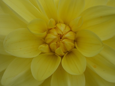 Blütenherz in Gelb