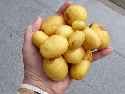Kartoffelernte