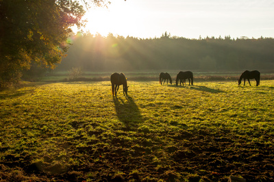 In der Stille des Morgens In der Stille des Morgens