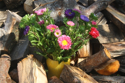 Bunte Astern im Holz