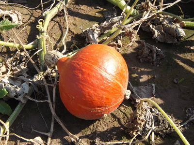 Ein Kürbis auf dem Feld