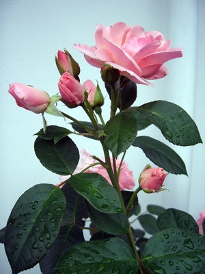 Ein rosa Rosenzweig