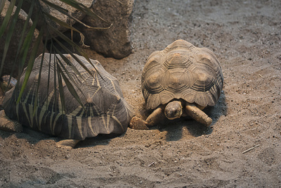 Schildkröte beim "Sonnenbad"