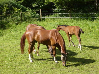 Pferde  im Sauerland