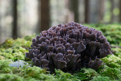 Dunkle Koralle im Wald