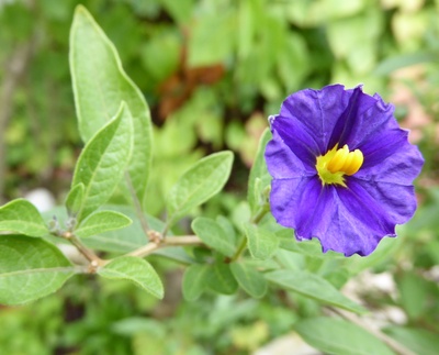 Blüte eines Enzianstrauches