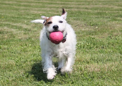 Mylo liebt das Ballspielen