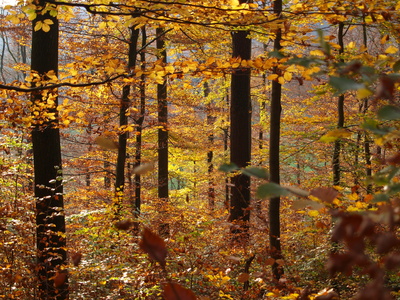 leuchtender Herbstwald