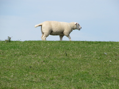 Schaf auf dem Nordseedeich