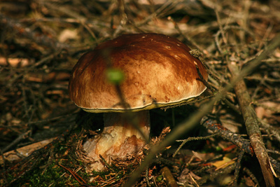 Steinpilz