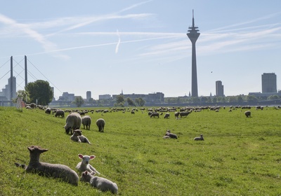 Lämmer und Schafe in Düsseldorf