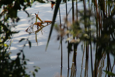 Wasserblümchen