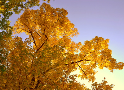 Baumkronen in der Herbstsonne