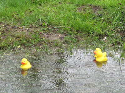 Quietsche-Enten-Rennen im Regen