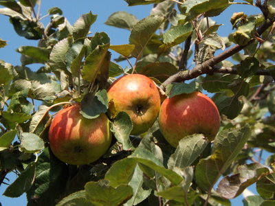 Äpfel im Oktober
