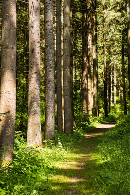 Waldweg mit Nadelbäumen