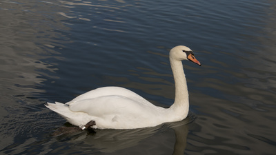 Schwan