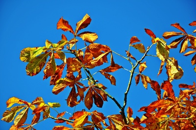 Herbstfarben