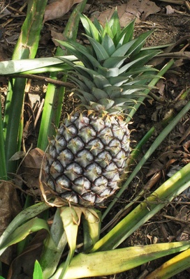 wilde Ananaspflanze mit reifer Frucht