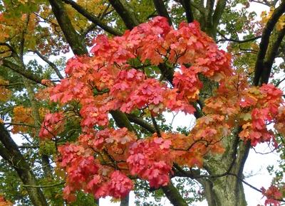 Ahornbaum im Oktober