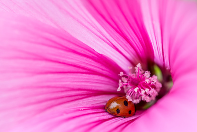 in der Blüte