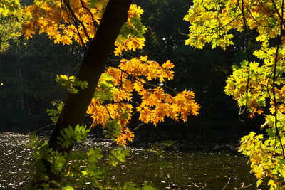 Herbst am Weiher Herbst am Weiher