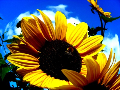 Hummel an Sonnenblume