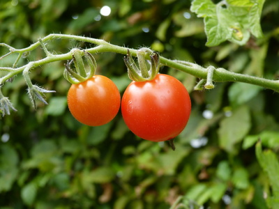 Bio Tomaten