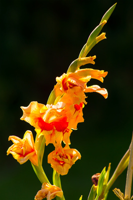 Leuchtend orange Leuchtend orange