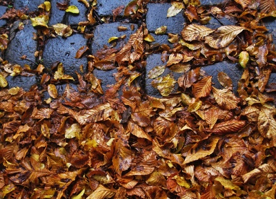 frisches,regennasses Herbstlaub auf Kopfsteinpflaster