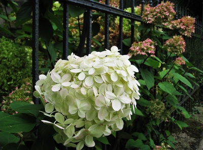 weiße Hortensie am gußeisernen Gartenzaun
