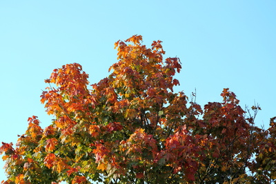 Herbstfarben 22