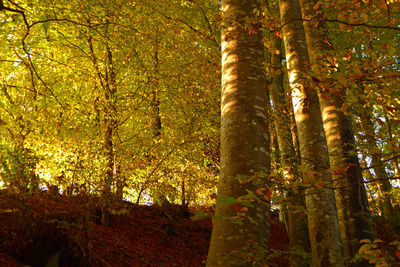 Morgenlicht im Buchenwald